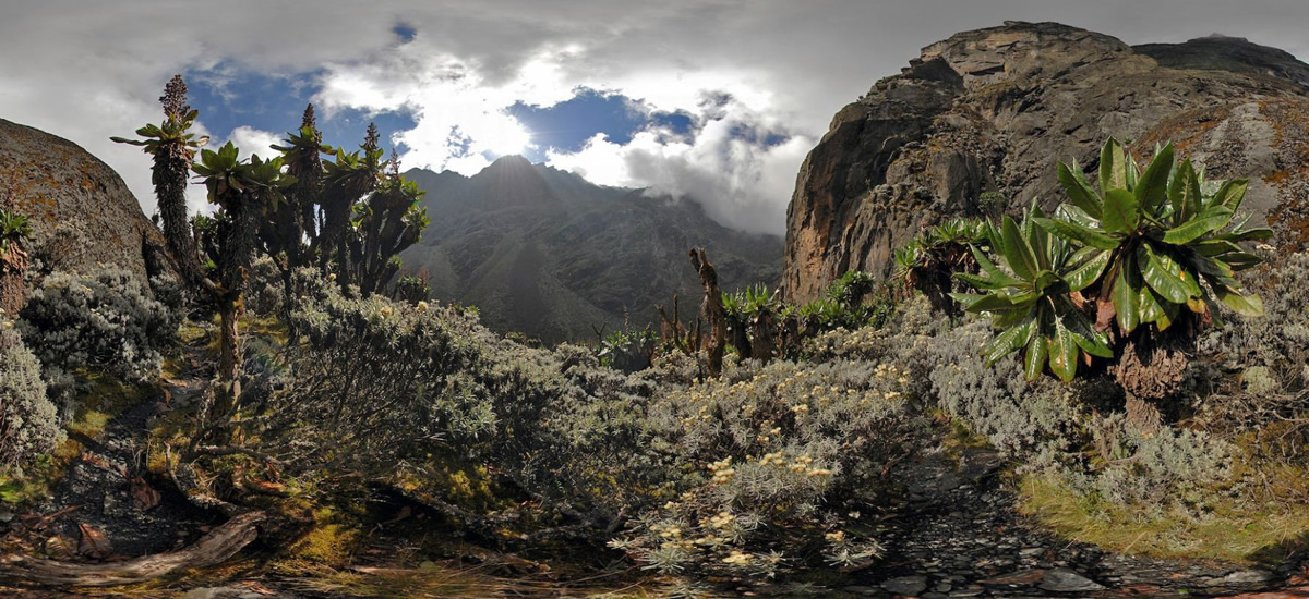 Nyakalengija (1615m) - Nyabitaba Hut (2651m) Nyakalengija (1615m) - Nyabitaba Hut (2651m)