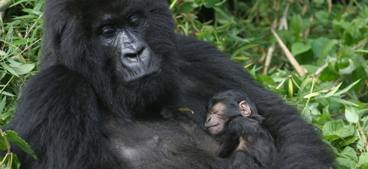 To Bwindi To Bwindi