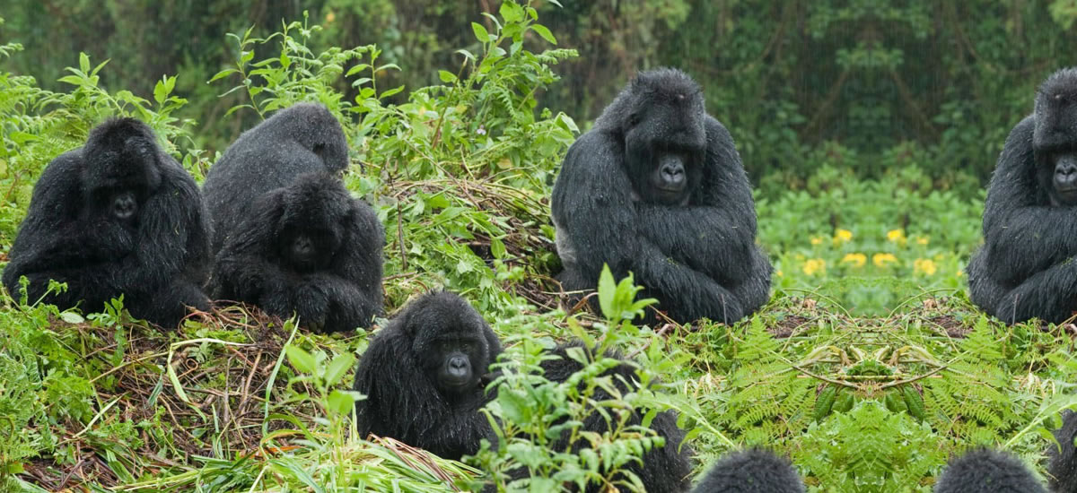 Bwindi Impenetrable National Park Bwindi Impenetrable National Park