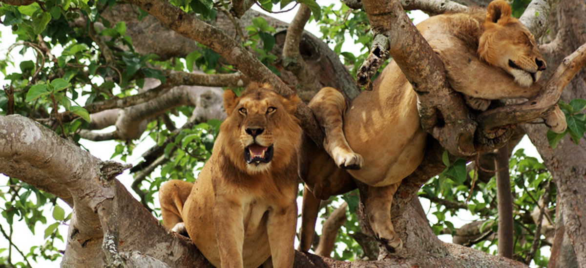 Primate and Wildlife Safari Primate and Wildlife Safari